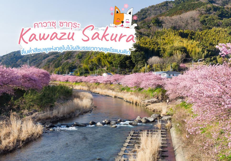 คาวาซุ ซากุระ Kawazu Sakura 