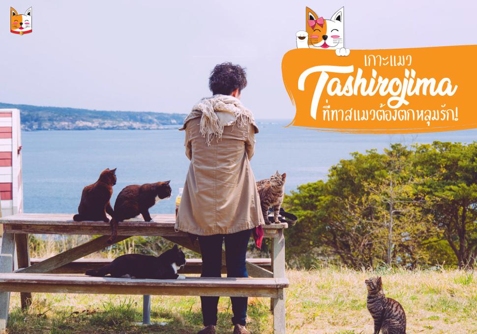 เกาะแมว Tashirojima